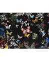 FCL025-03 BUTTERFLY PARADE - OSCURO