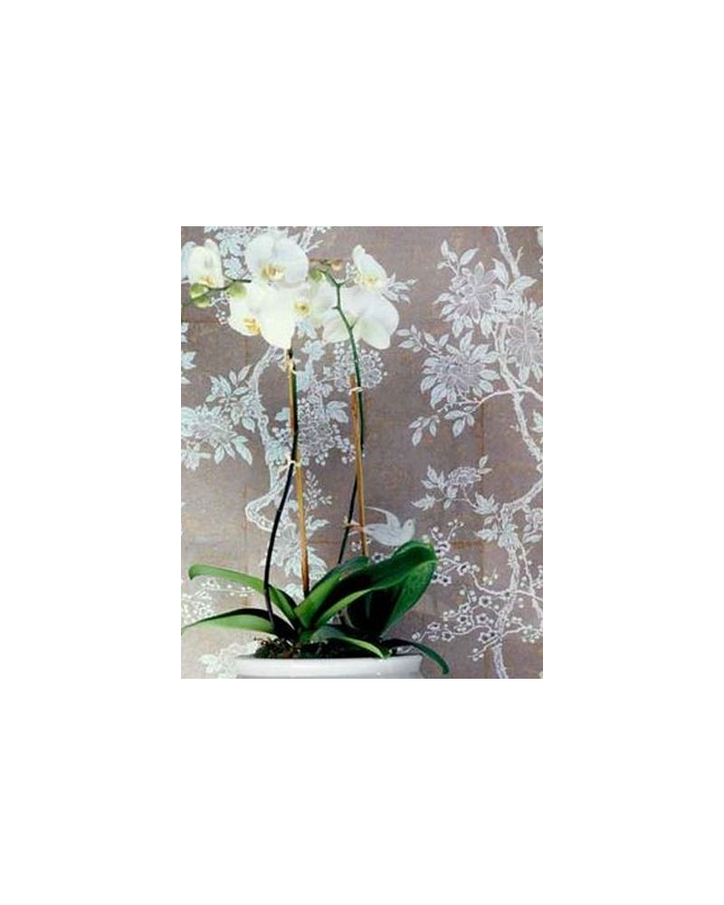 Papel Pintado PRL048-06 MARLOWE FLORAL - Ralph Lauren Home