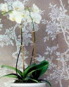 Papel Pintado PRL048-06 MARLOWE FLORAL - Ralph Lauren Home