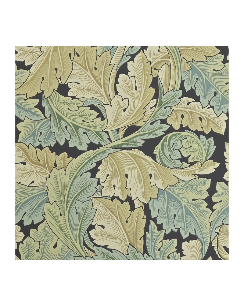 ACANTHUS DARW212550