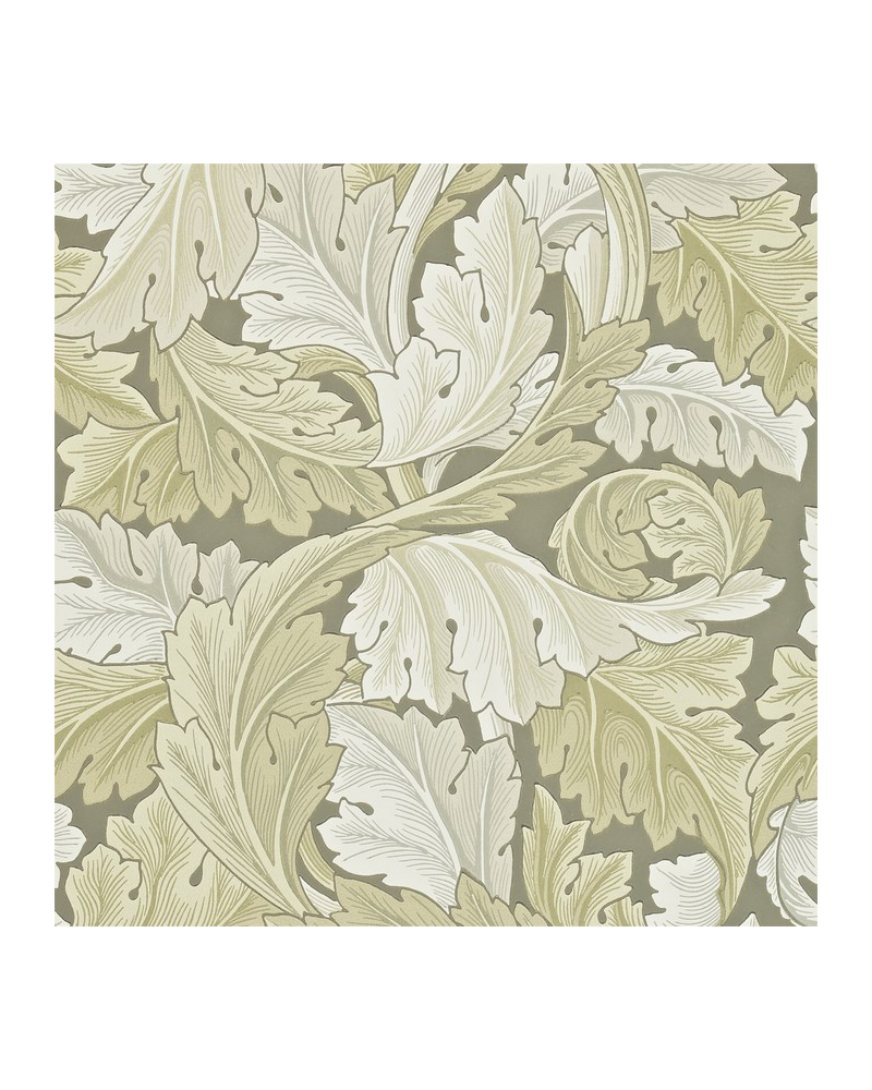 ACANTHUS DARW212552