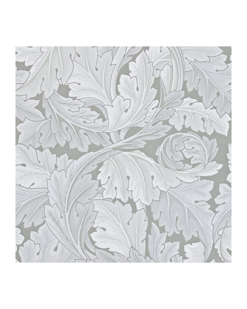 ACANTHUS DARW212553