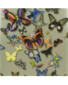 PCL008-05 BUTTERFLY PARADE - PLATINE