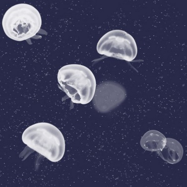 5800011 Jellyfish blue