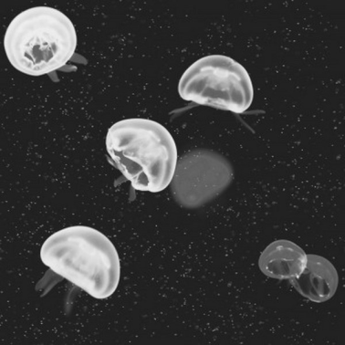 Papel Pintado 5800012 Jellyfish black - COORDONNE