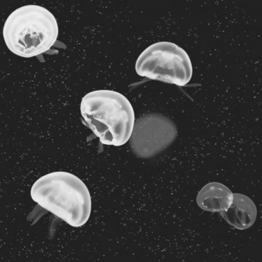 5800012 Jellyfish black