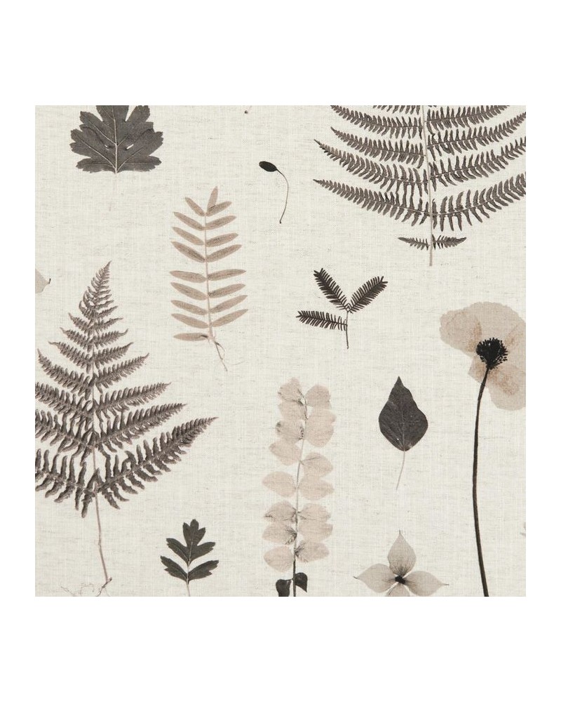 F1089-02 HERBARIUM CHARCOAL NATURAL