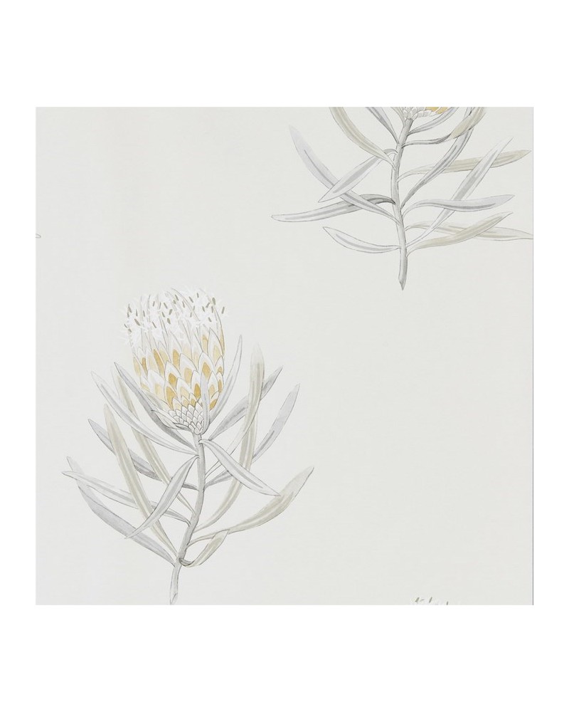 Papel Pintado DART216328 PROTEA FLOWER - Sanderson
