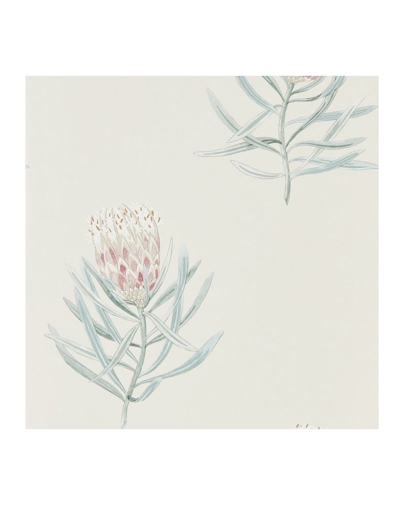 Papel Pintado DART216330 PROTEA FLOWER - Sanderson