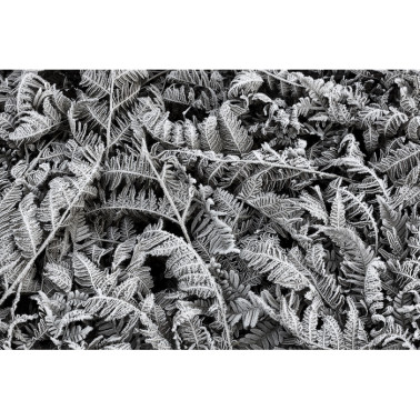 Papel Pintado R12941-8 FROST LEAF - REBEL WALLS