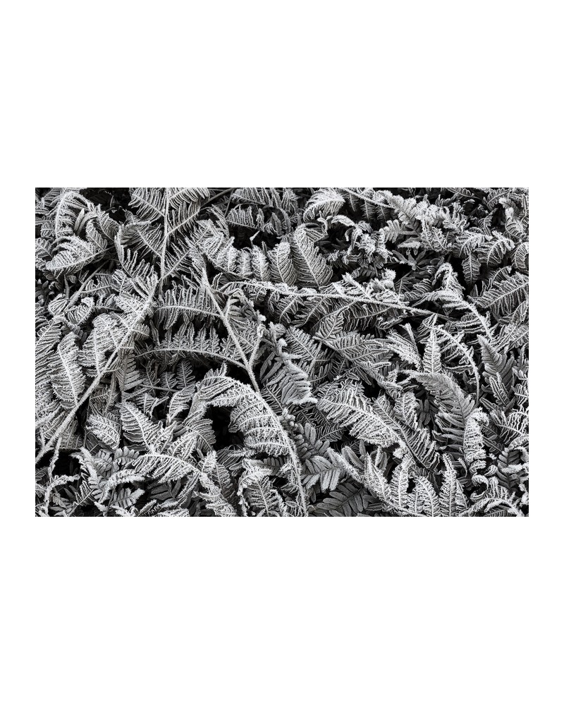 R12941-8 FROST LEAF