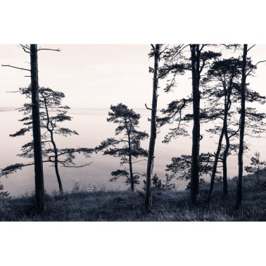 Papel Pintado R13021-8 OLD PINE TREES - REBEL WALLS