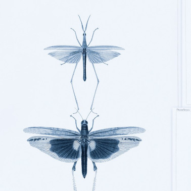 Papel Pintado ENTOMOLOGY Blue WP20235 - MIND THE GAP
