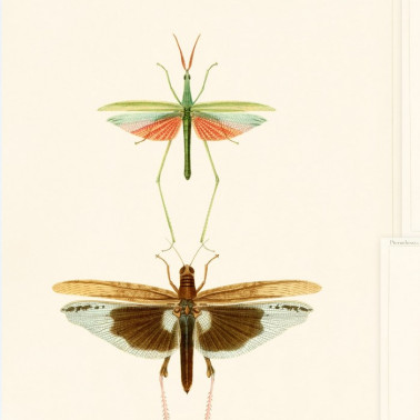 Papel Pintado ENTOMOLOGY WP20233 - MIND THE GAP
