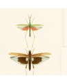 Papel Pintado ENTOMOLOGY WP20233 - MIND THE GAP