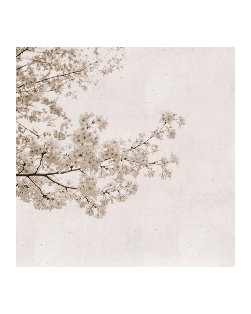 6500305 BLOSSOM ALMOND TREE GREY