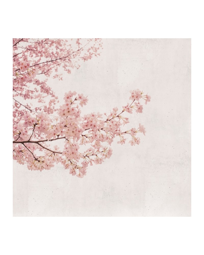 6500306 BLOSSOM ALMOND TREE PINK