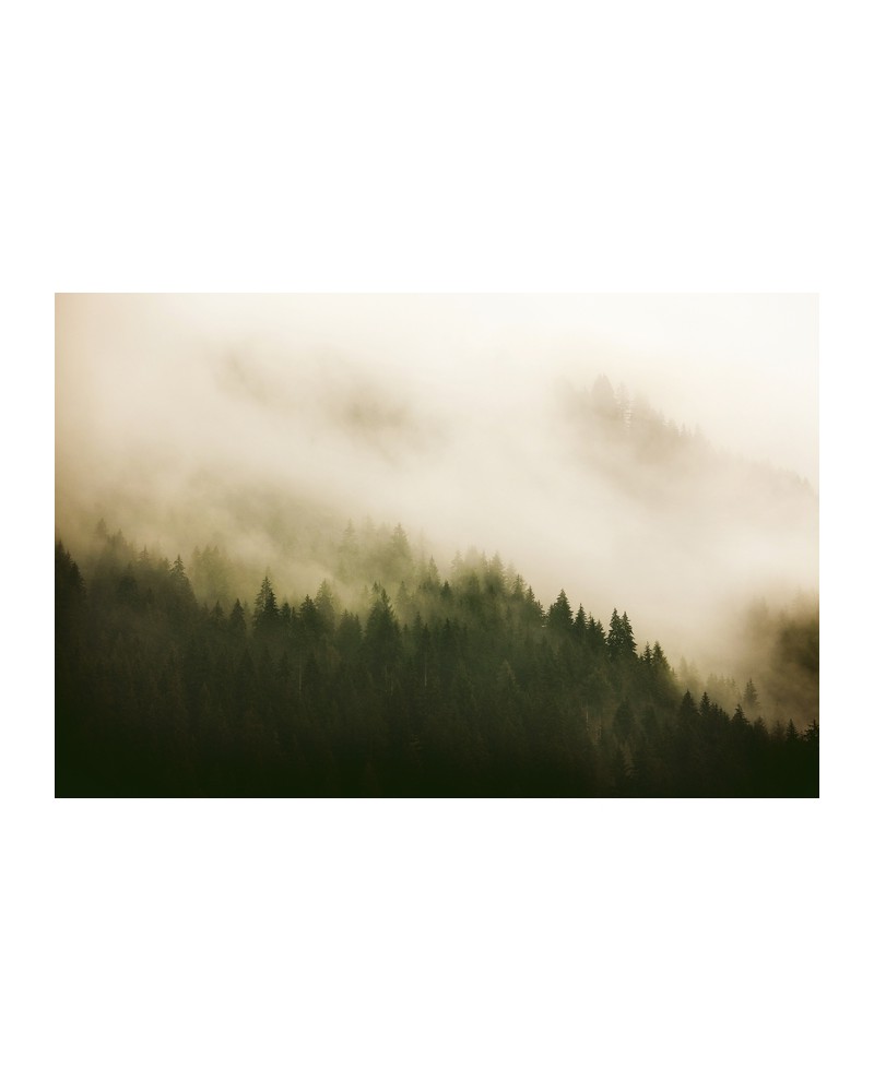 Papel Pintado 6500204 WOODS FOR FOREST - COORDONNE