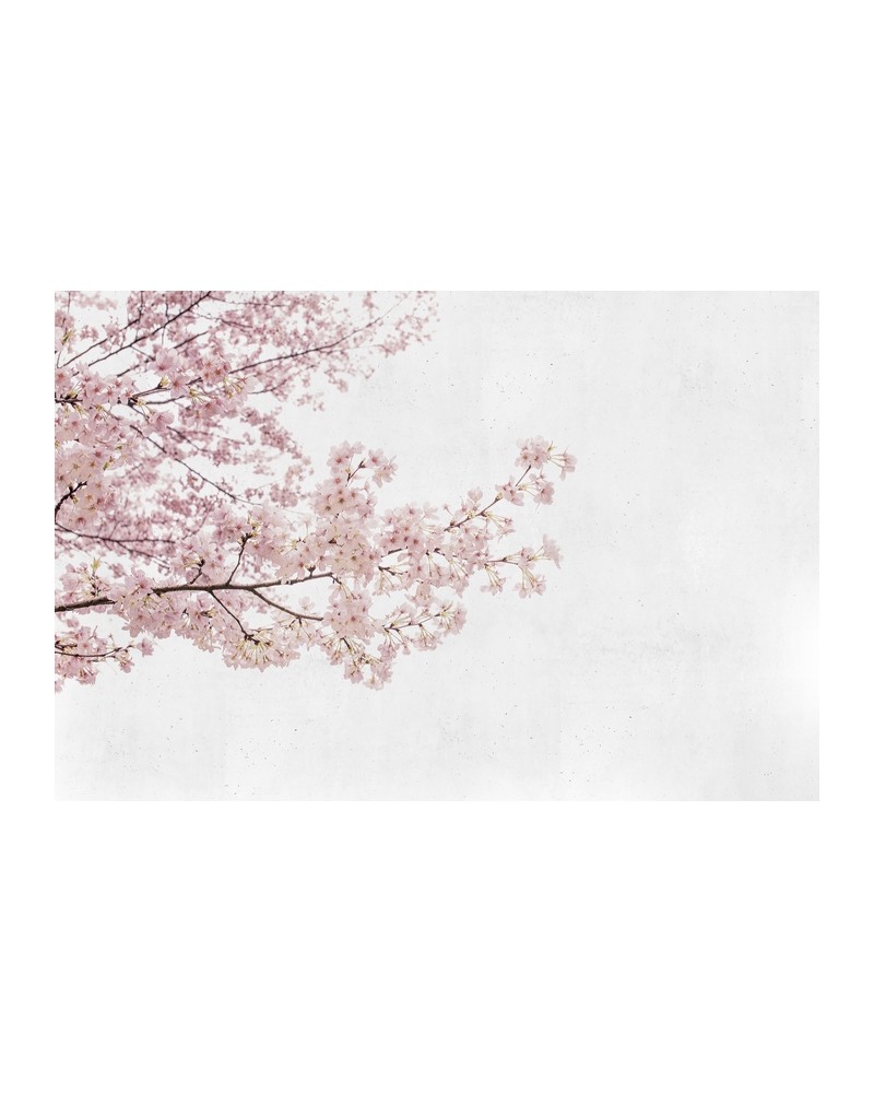 6500306 BLOSSOM ALMOND TREE PINK