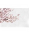 6500306 BLOSSOM ALMOND TREE PINK