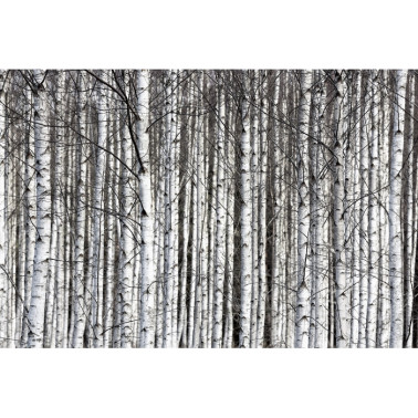 R13031-8 BIRCH TRUNKS