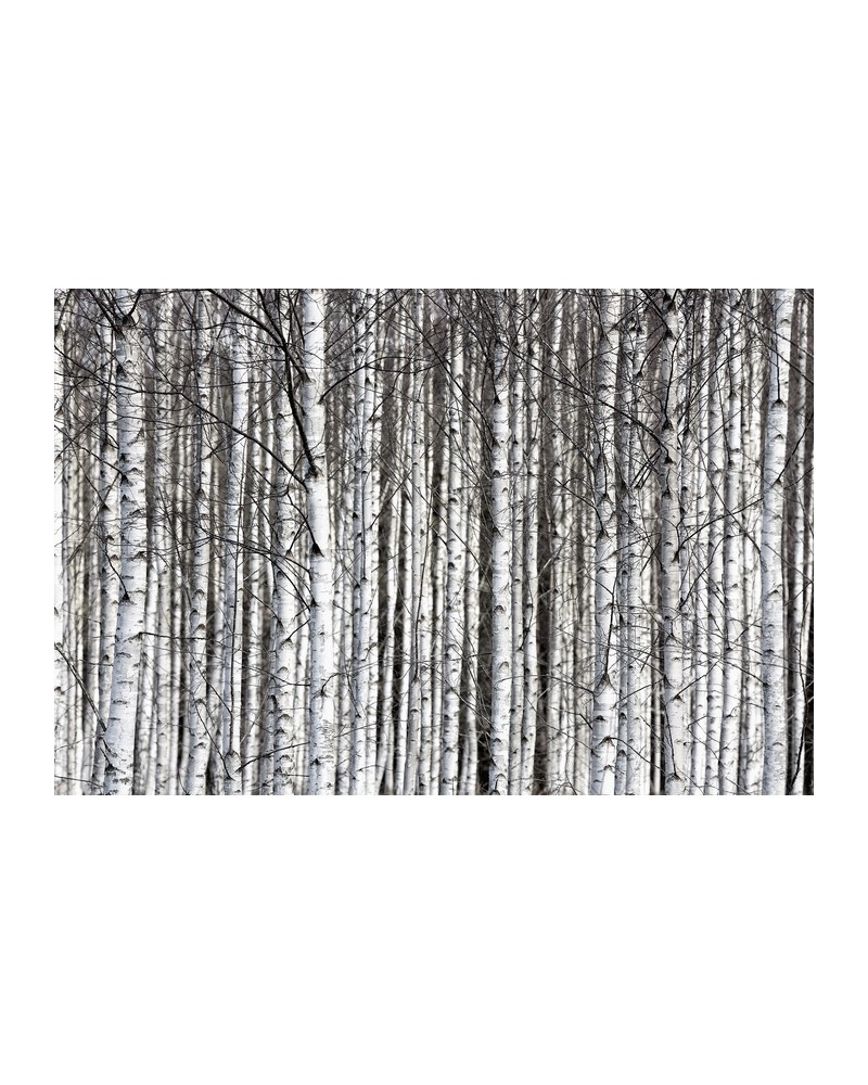 R13031-8 BIRCH TRUNKS