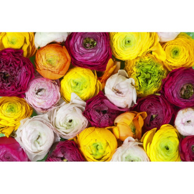 R13011-8 RANUNCULUS