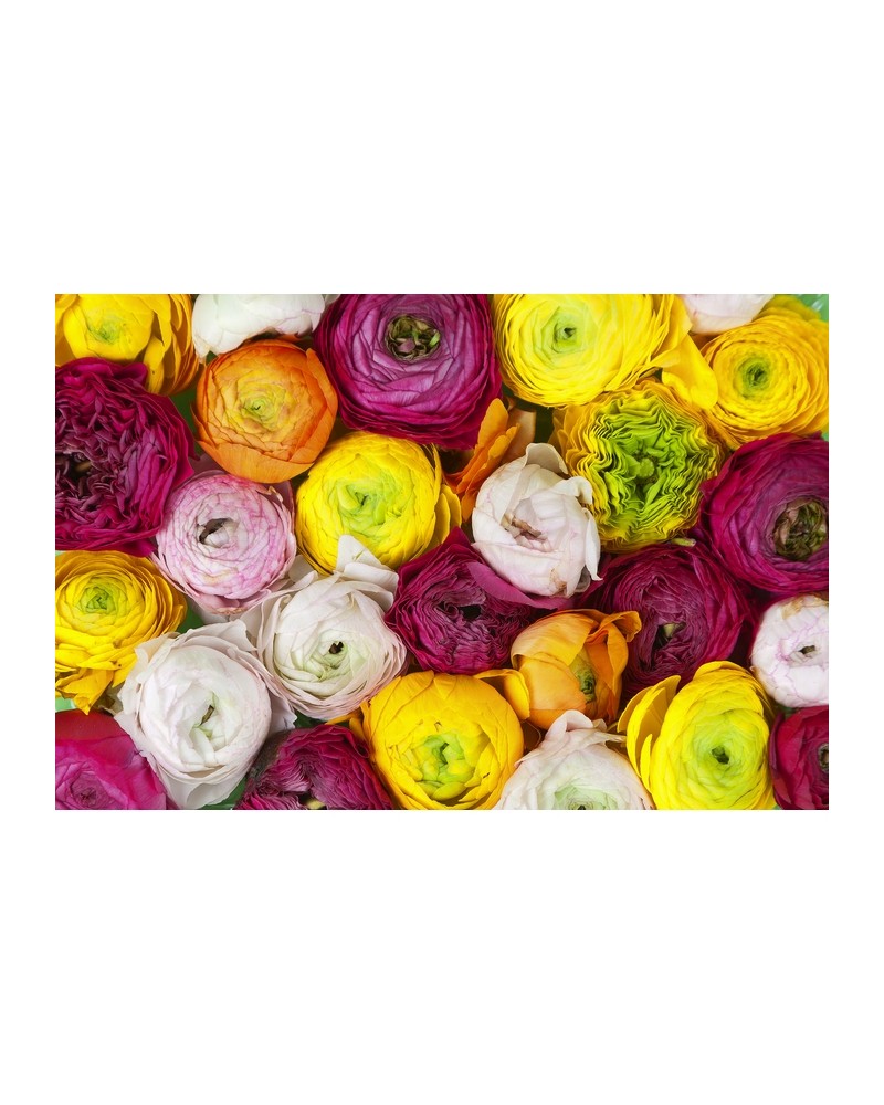 R13011-8 RANUNCULUS