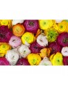 R13011-8 RANUNCULUS