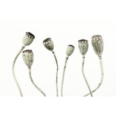 Papel Pintado R12991-8 SIMPLE SEEDPOO - REBEL WALLS
