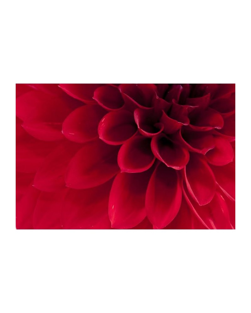 R10601 Dahlia