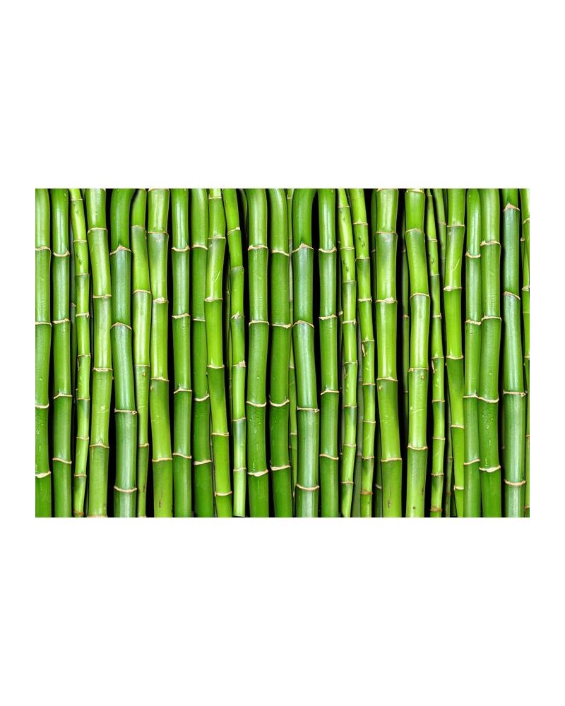 R11821 Bamboo