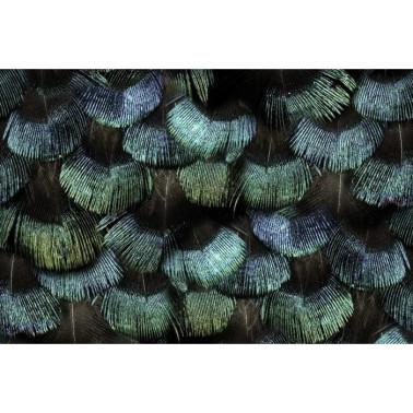 Papel Pintado R15091 Peacock Plumage - REBEL WALLS