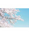 R15541 Cherry Tree