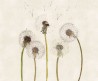 Papel Pintado SNAPDRAGONS 12SD01 - LONDON ART