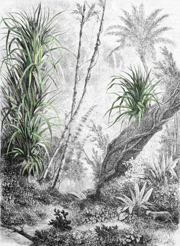 Papel Pintado FORESTA INKDFFU1602 - INKIOSTRO BIANCO