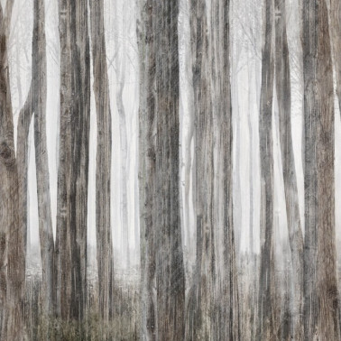 Papel Pintado LITTLE RED RIDING HOOD INKGFAY1501 - INKIOSTRO BIANCO