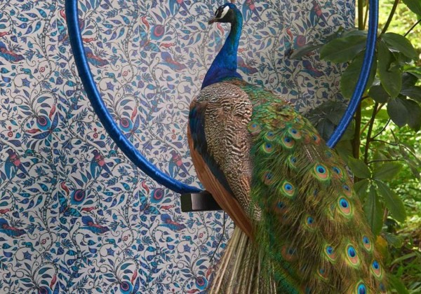 Papel Pintado Rousseau Jungle WP W0104-03 - CLARKE & CLARKE