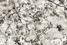 Papel Pintado 3321-02 CERISIER DORE - JEAN PAUL GAULTIER