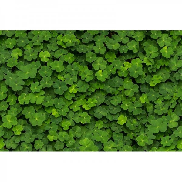 R15841 CLOVER