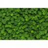 R15841 CLOVER