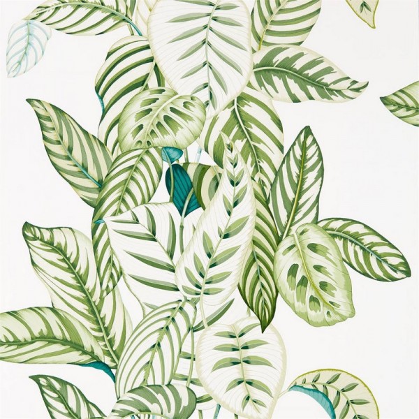 CALATHEA DGLW216630 Botanical Green