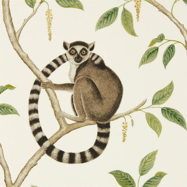 RINGTAILED LEMUR DGLW216664...