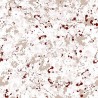 Papel Pintado Salines wine 8400082 - COORDONNE