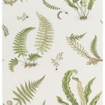 Ferns Leaf BW45044.10