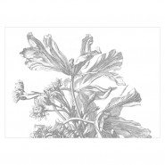 WP-673 Wall Mural Engraved Flowers