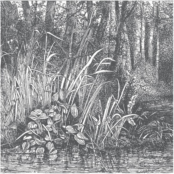 Papel Pintado BUSHY-WOODS DOM1516 - LES DOMINOTIERS