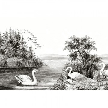 R16221 Swan Lake