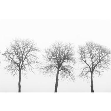 Papel Pintado R12981 Tree Soldiers - REBEL WALLS