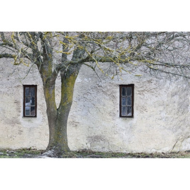 Papel Pintado R13631 Under The Tree - REBEL WALLS